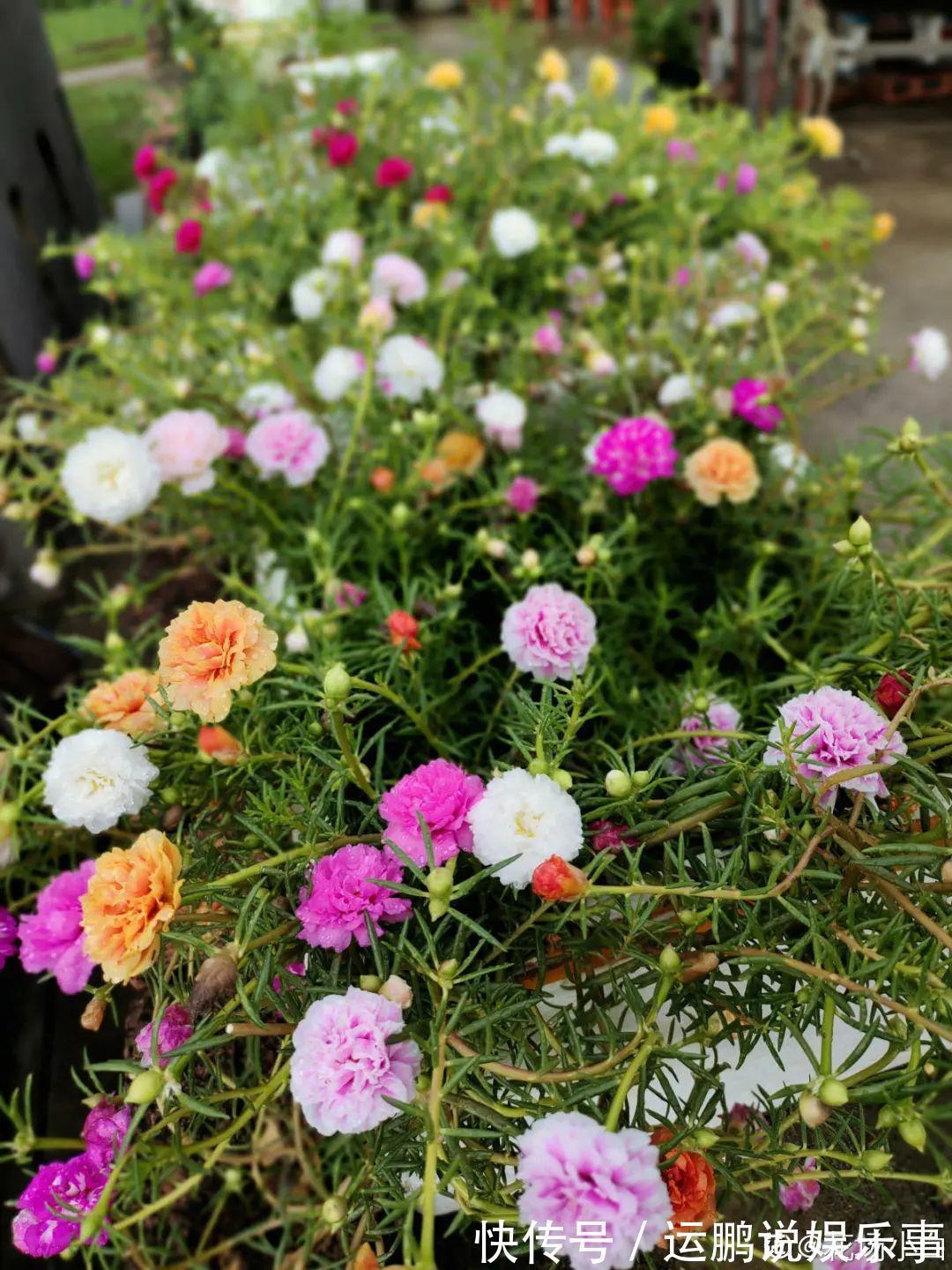 三角梅|30种夏天花,热不死、晒不死,大半年都开花,还没病虫害