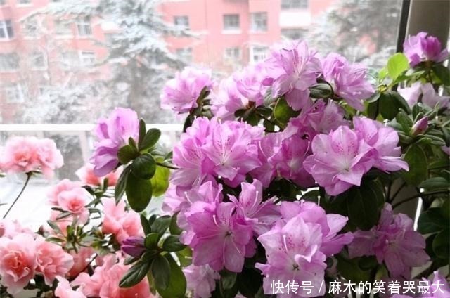 禁地|室内养花，避开2处“禁地”，不黑腐、不黄叶、不生虫，枝粗叶壮！