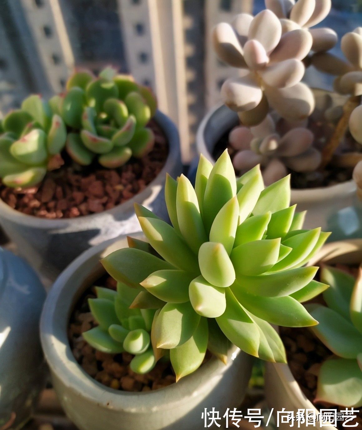黄土种多肉，属实是“挑战”，多肉都买了，还差买点土？别抠搜