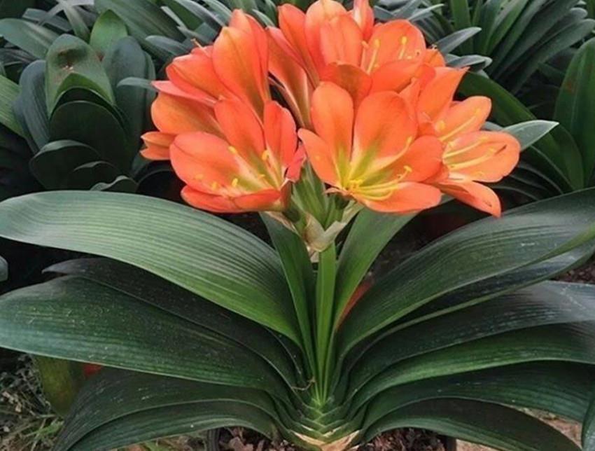 啤酒水|君子兰一生就喜欢一种土和两种肥,好好把握,再也不怕长不好