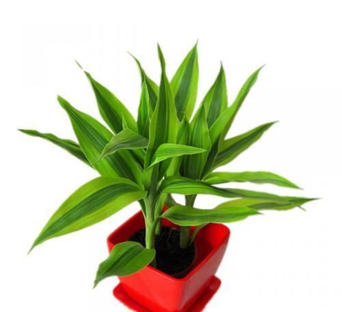  环境|几种非常耐阴的植物，漂亮又好养，想养不活都难！