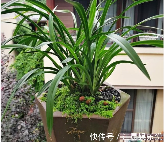 老花农养兰花，用3种植料，兰花不烂根，芽蹭蹭冒，花呼呼开