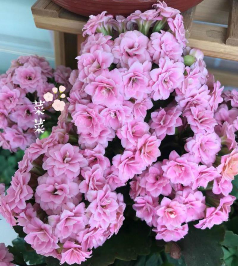 3种花就得虐,不虐不开花,一虐花满枝