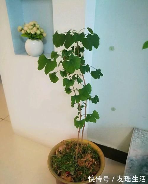 盆栽|4个方法,让盆栽银杏变成矮、胖、矬,好看又值钱