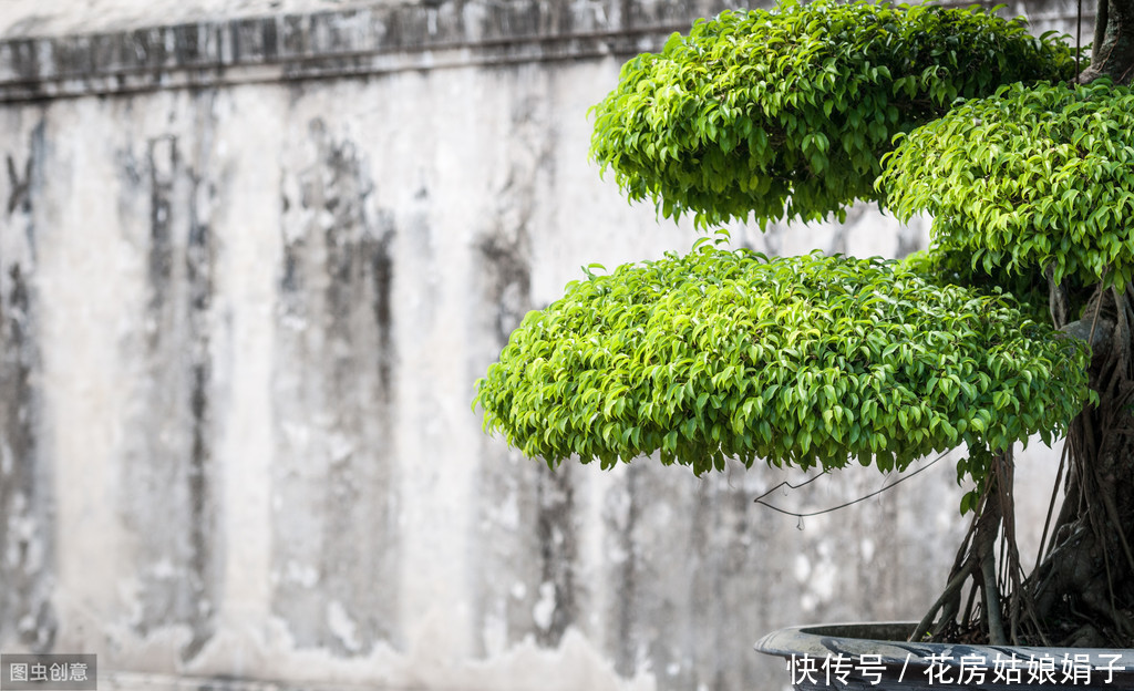 黄杨树被制作成盆景前需要经历哪些?没想到,竟然这么多工序