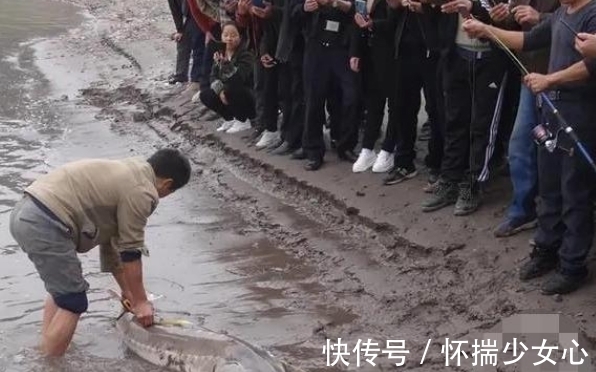 大鱼|长江鲟再一次出现,人们却不认识了,是谁造就了这样的悲哀?