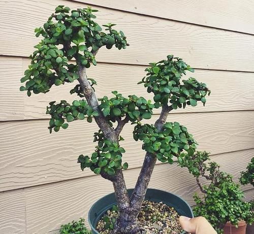 养3种树,越老越值钱,5年变老桩,盆盆都值2000元以上