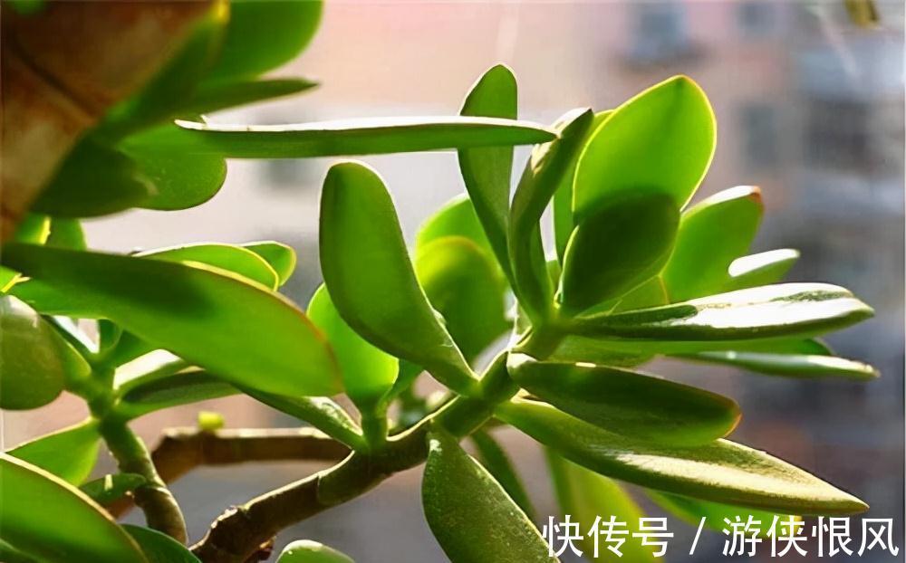 天气冷气温低,这些花要干养,少浇水才不易受冻和烂根