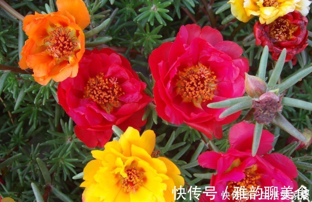 “重瓣太阳花”过冬,用一“方法”,来年又开花,五颜六色