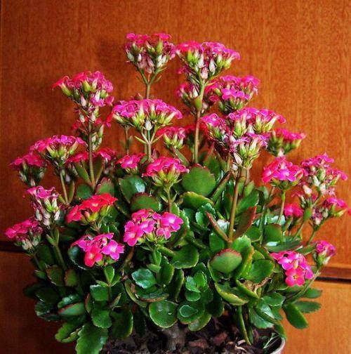 长寿花开败后，随手剪一刀，一个月后开成大花球