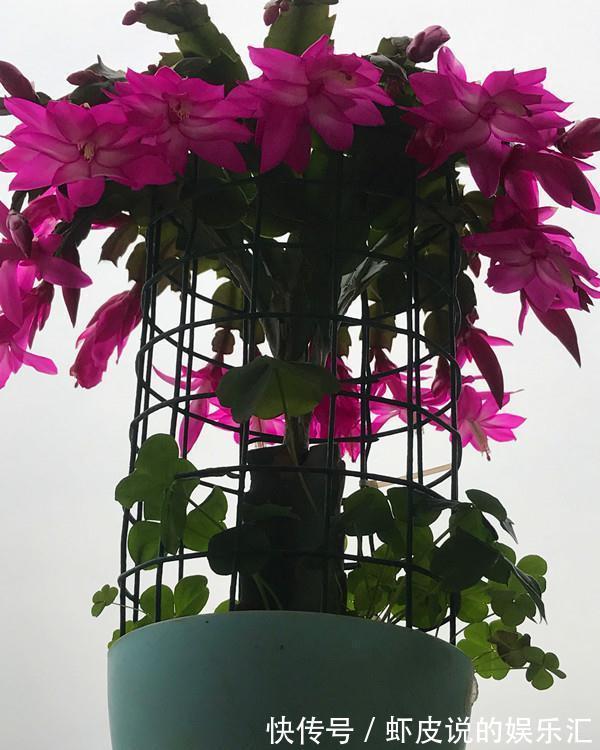 君子兰|冬天养花选这几种,寒冬腊月一直开,一开就是好几个月,值得拥有