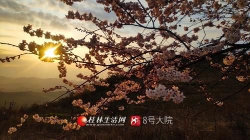 天外|看哭了！广西全州山樱花开烂漫，美若天外仙客（图）