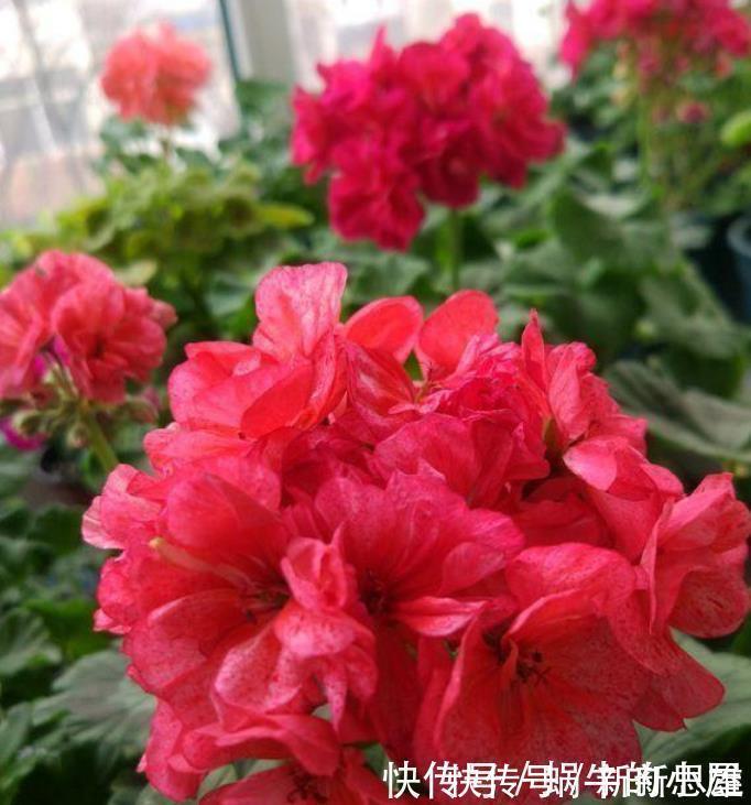家里阳台养此款花,新手也能养爆盆,花香四溢飘满屋,美