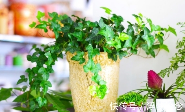 这2样厨余垃圾拿来养花,既能养叶又能强根催花