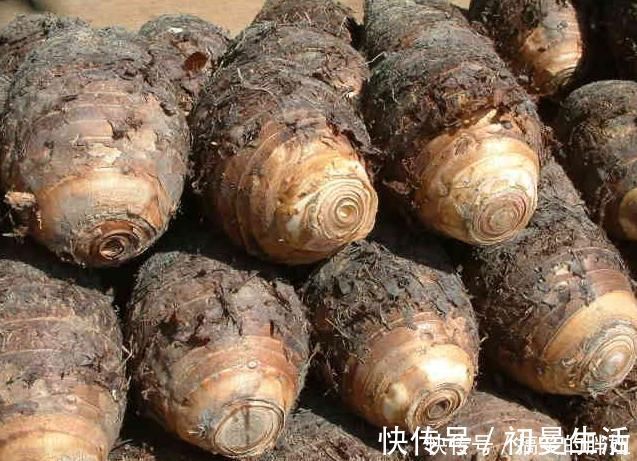 芋艿|此菜是天然“胶原蛋白”!预防衰老,保持肌肤水分,女人不妨多吃