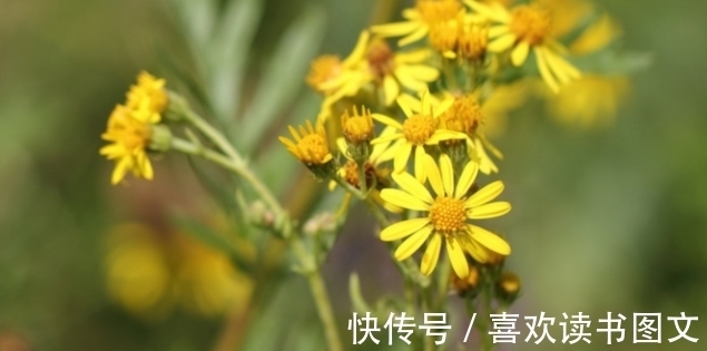 多养不厌,日子还旺的“吉利花”,妈说除夕后多养,寓意五福临门