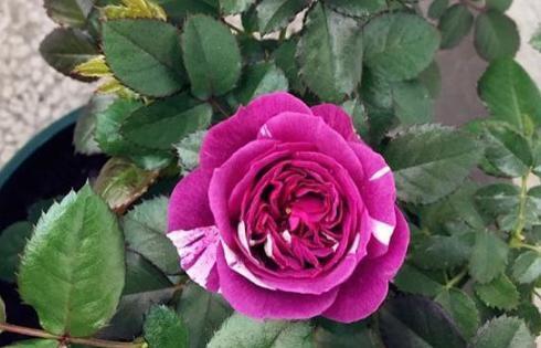 阳台盆栽月季芬芳宝石，沾土就活，做到4点花开香味越发浓郁