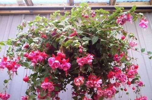 此花枝条沾土就生根,3个月长满盆,一年能开200天,值得拥有