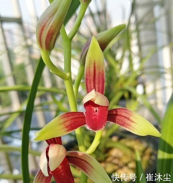 它是兰花界的“龙头”，存世量少，辨识度高，见到别错过