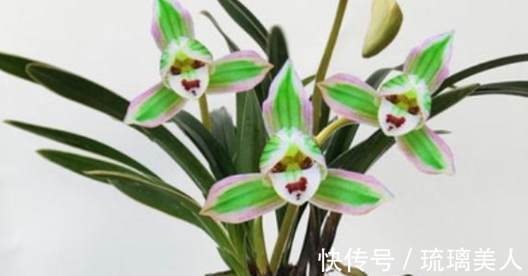 味道|此兰很多人没见过,一花双色,兰香浓郁,叶带金边,是兰中铭品