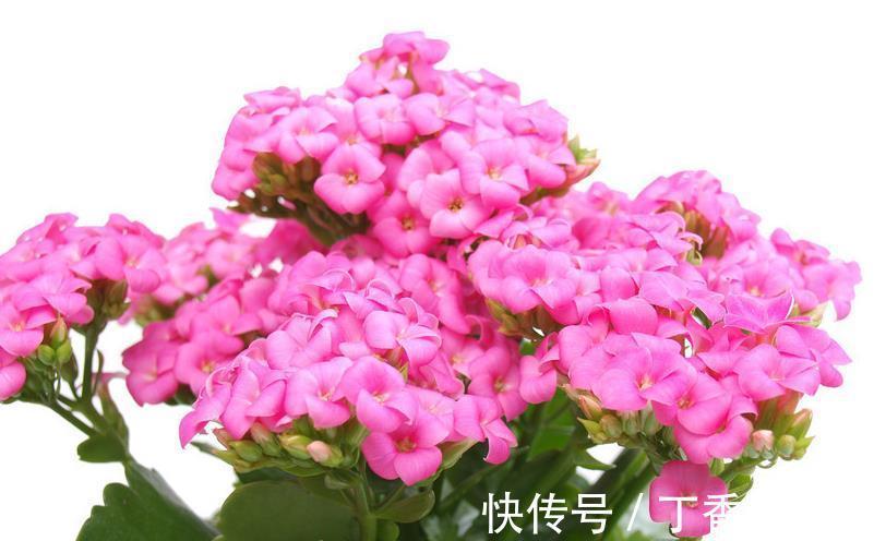 爆盆|长寿花这样养,轻轻松松爆盆,一年四季赏花不断