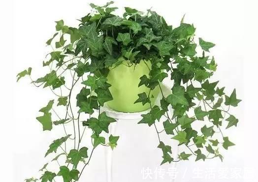 绿植|6种绿植家里光照不好也能养,你有哪些了呢