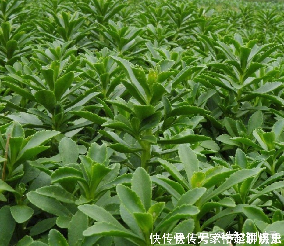农村|农村种植一”蔬菜“,形似”多肉“,不仅古老而珍贵,还营养丰富