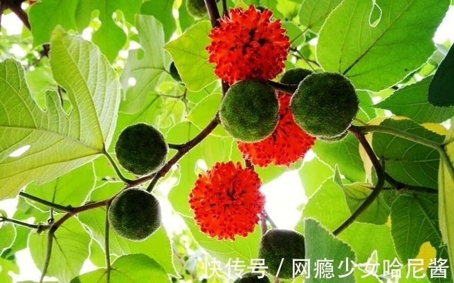 果实|怀揣一颗草木闲情,徜徉于花开花落间