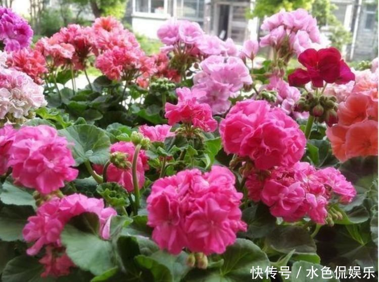 四种花常年开花易爆盆,花朵多又艳,直接变成“小花园”!