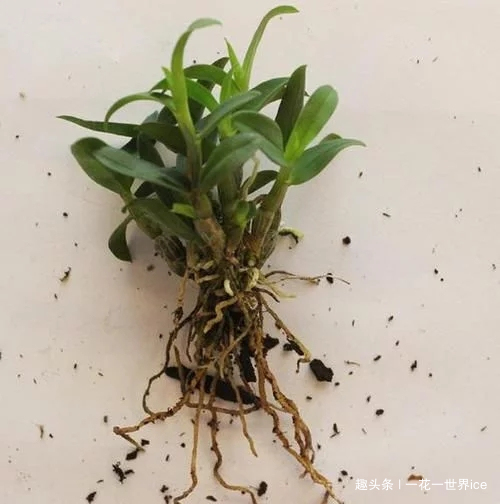 山中这种野草，曾为上贡“仙草”，一草难求，如今折段枝条就能养