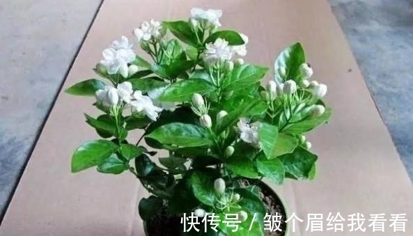 橘子皮养花,别直接用,学会这些方法才能事半功倍