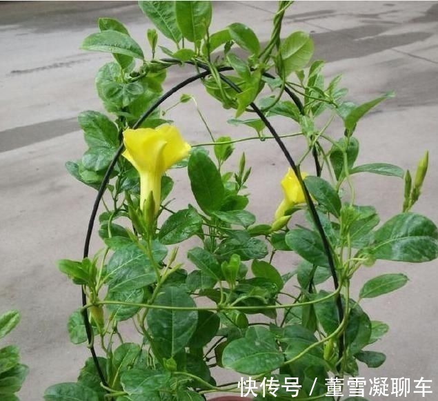 藤本|虎皮兰土里加这1种东西,不用再施肥,叶片都能蹭蹭长1米多高