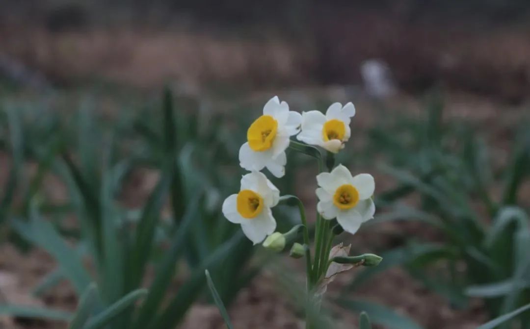 桃花岛水仙花正开|普陀冬日| 桃花岛