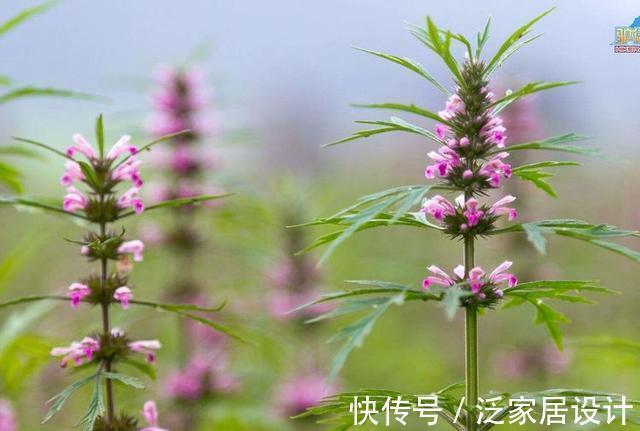 泡水|十个女人九个妇科病，用它泡水喝杀菌消炎，缓解痛经，保养子宫