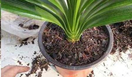 君子兰养了好几年，就是不开花，用了这个小技巧，一下开了几十朵！