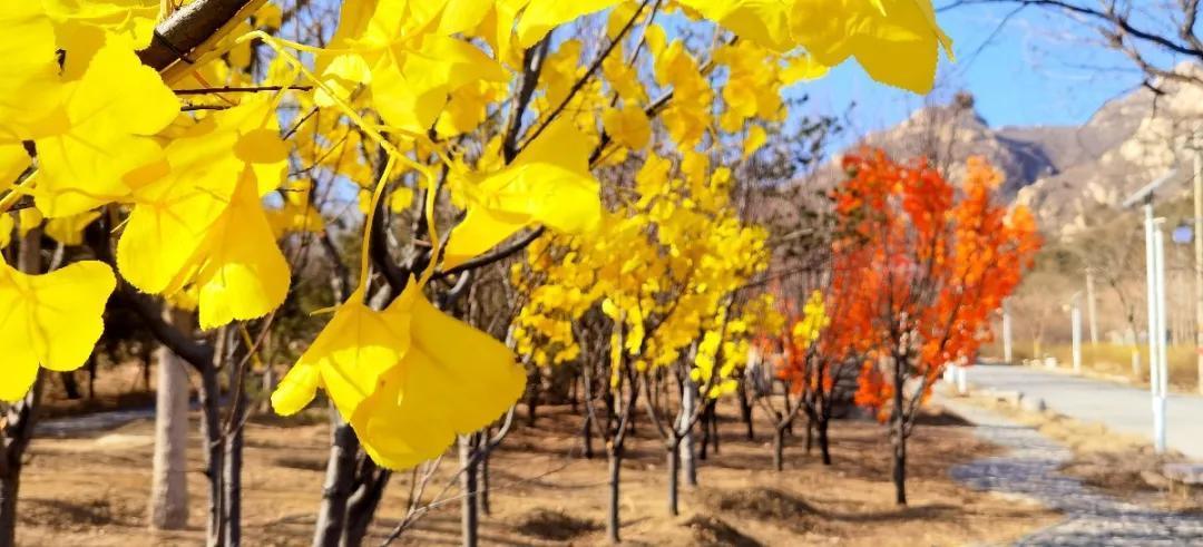 中年|北京海淀凤凰岭丨春节免费游园，助力“留京过年”！