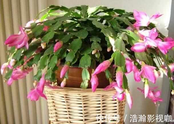 蟹爪兰花凋谢后不要扔,学会一招,很快就能爆盆