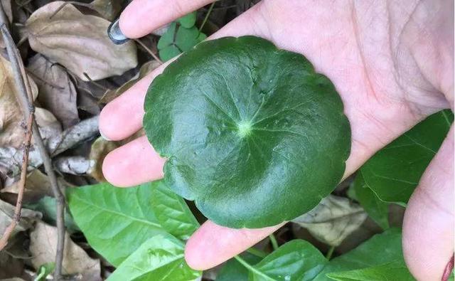 施肥|养铜钱草要“抓重点”，记住“2多1勤快”，叶子比硬币大2倍