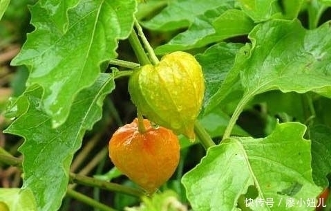 灯笼|农村一种像灯笼的野草,含在牙疼处,几分钟后就能消除牙痛