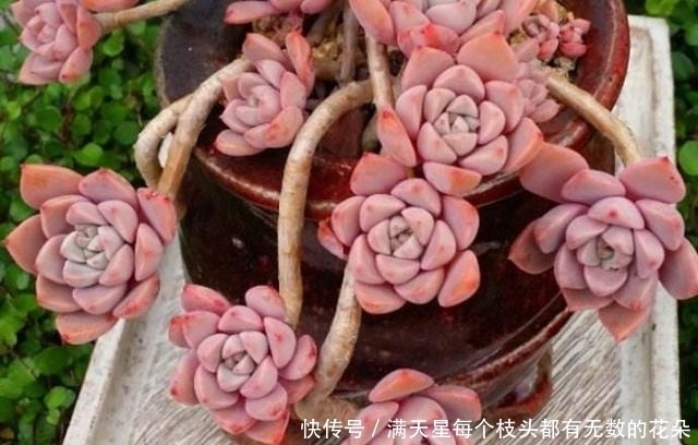 适合新手养护的4款经典多肉,便宜好养易上色,花友几乎都养过