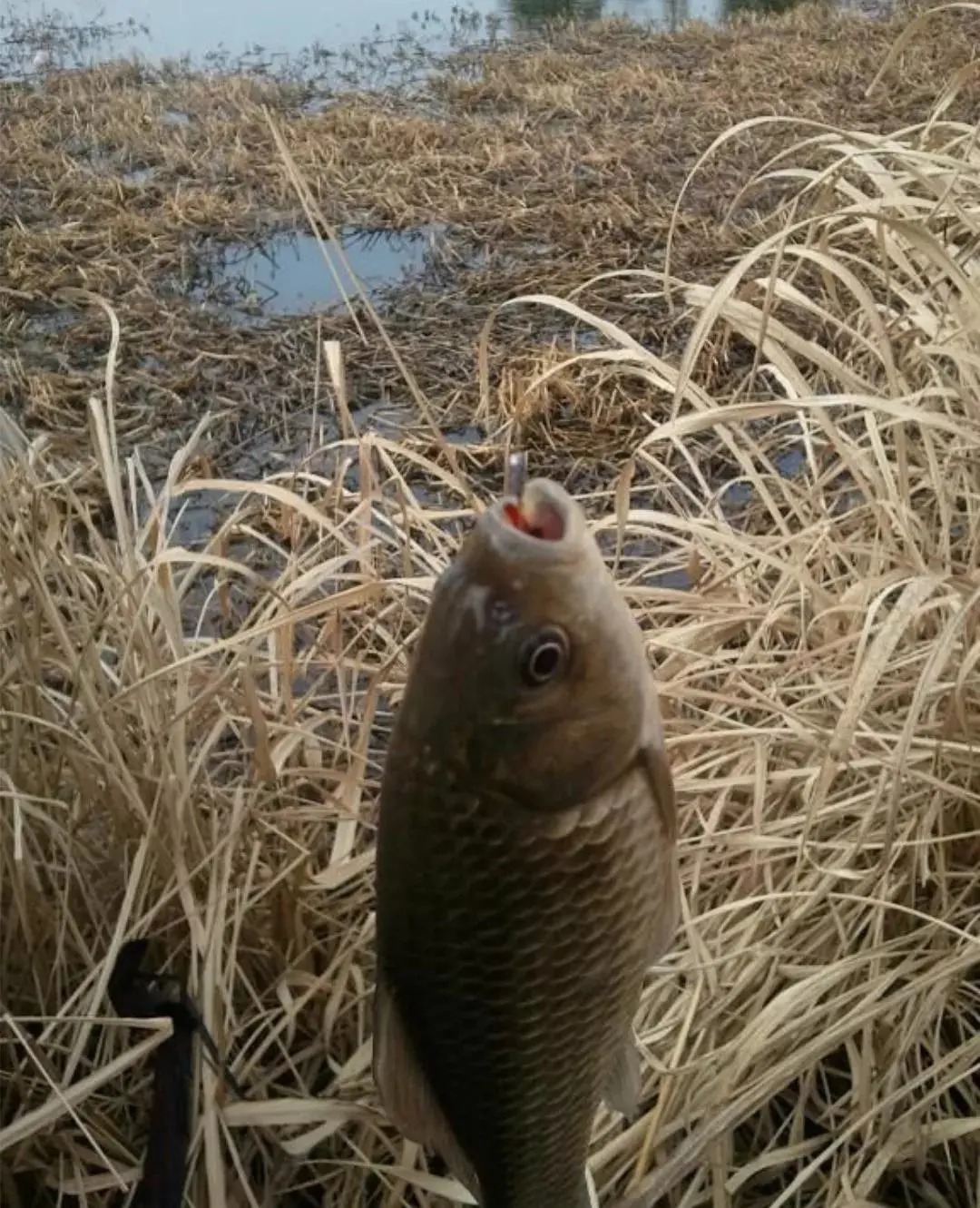 冬钓鲫鱼的“三大注意”,能做到就能保证基本的鱼获