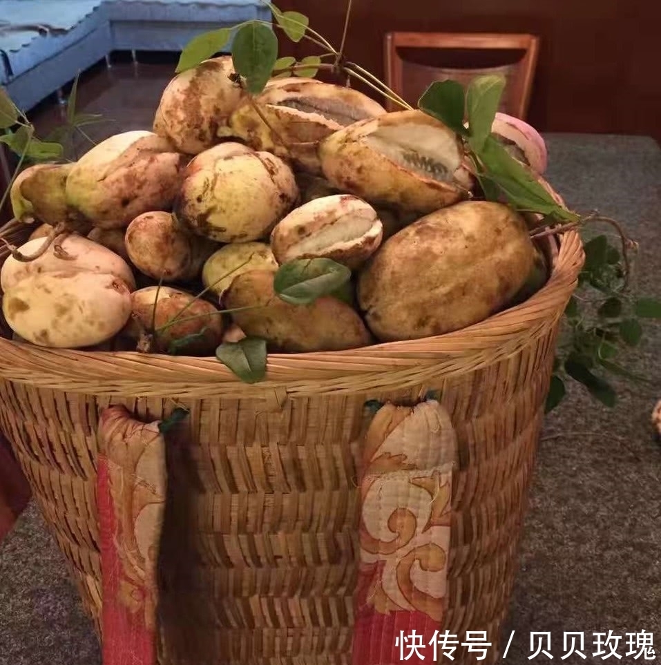农村|“野味”很多人都见过，9月份成熟，但吃过的不超过一成