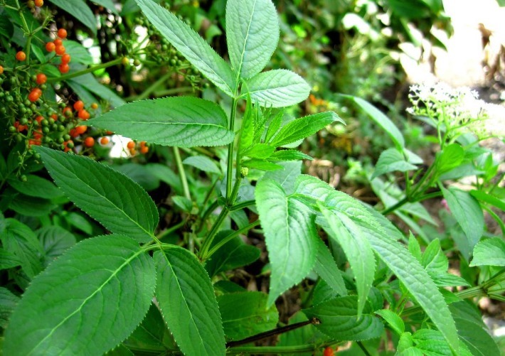 功效|农村大山常见的“野草”，是天赐民间润肺止咳的良方，胜过止咳药