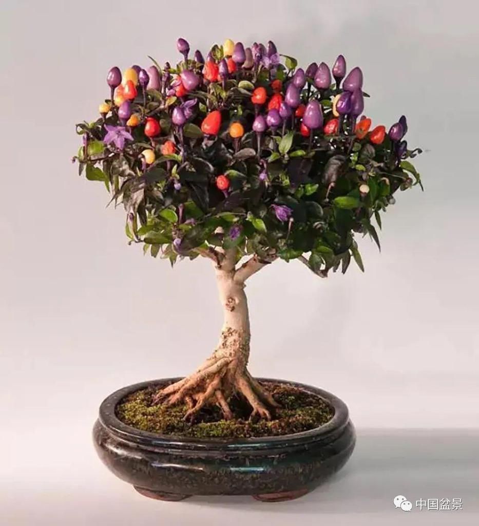 秋林|盆景养殖不在多而贵在精,你能养成这样吗?