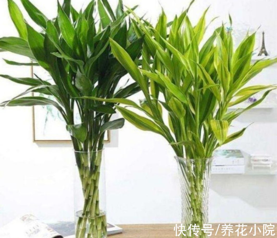 旺财|5种“旺财植物”，养在家里漂亮美观，寓意又好