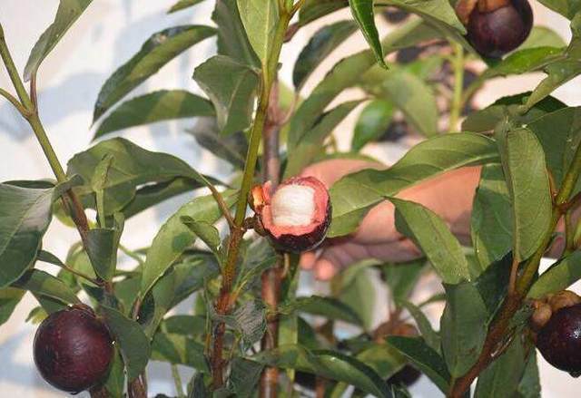 老妈把吃剩的山竹核扔盆里,不到一个月,竟长出一株这样的盆栽!