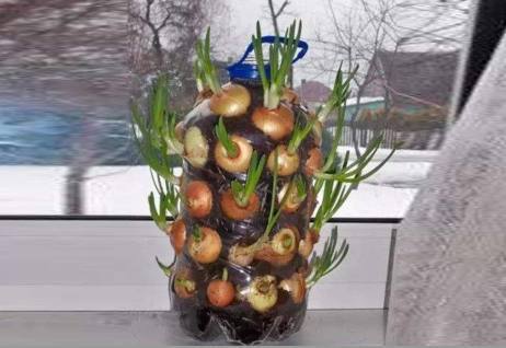 阳台上|婆婆阳台盆栽的洋葱,一段时间后成这样,全家人都哭笑不得