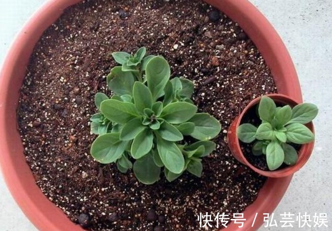 阳台上|花期时间比较长的4种花,寓意“仕途长长久久”,很多人已经在养