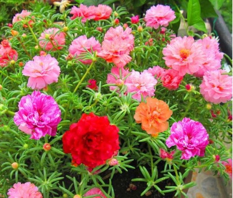 4种花是懒人的最爱,有阳光就爆盆,不用费心,就能长的特别好