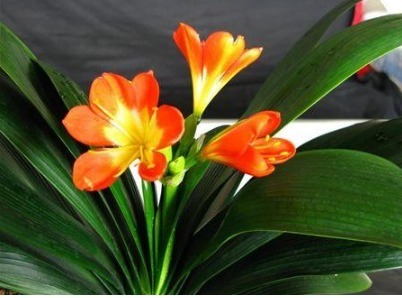 给君子兰、兰花喝点“酒”,花芽猛窜,花开大又艳,养一盆旺一盆